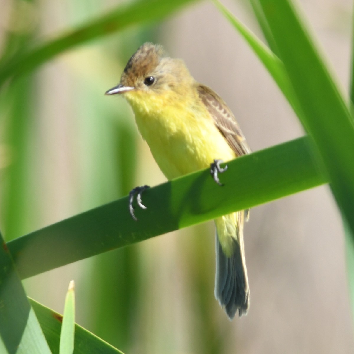 Warbling Doradito - ML644918871