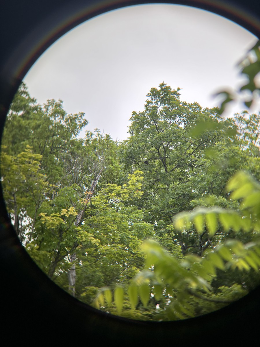 Great Horned Owl - ML644918893