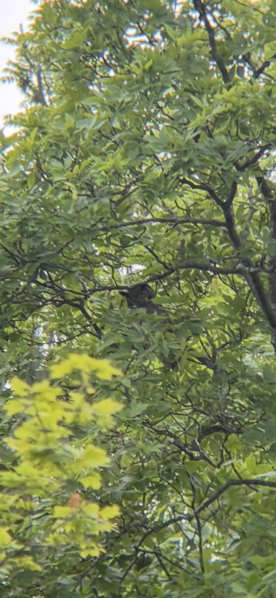 Great Horned Owl - ML644918894