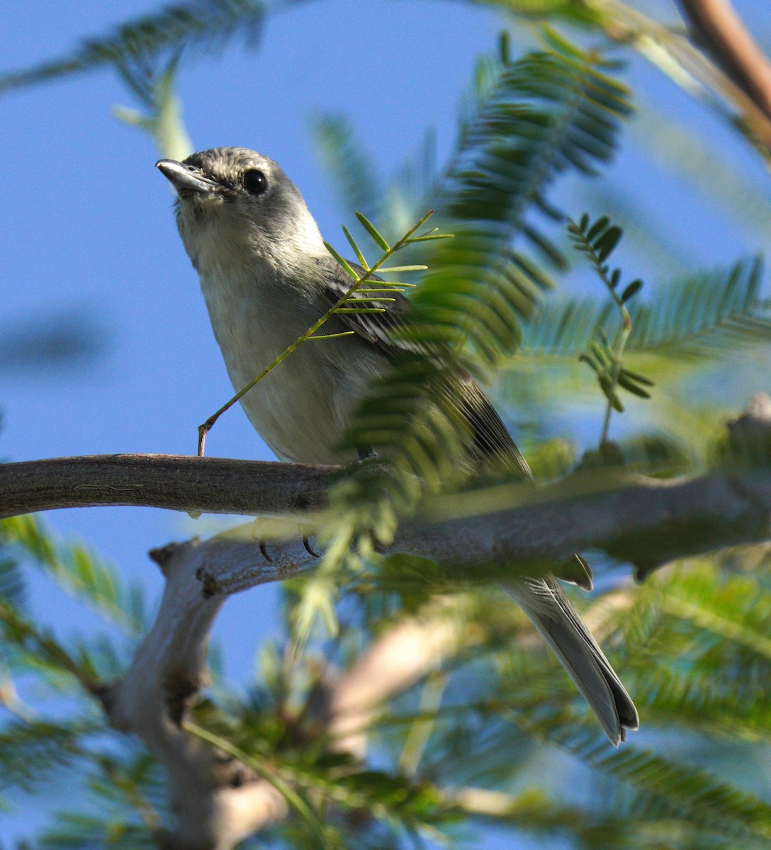 Plumbeous Vireo - ML644918922