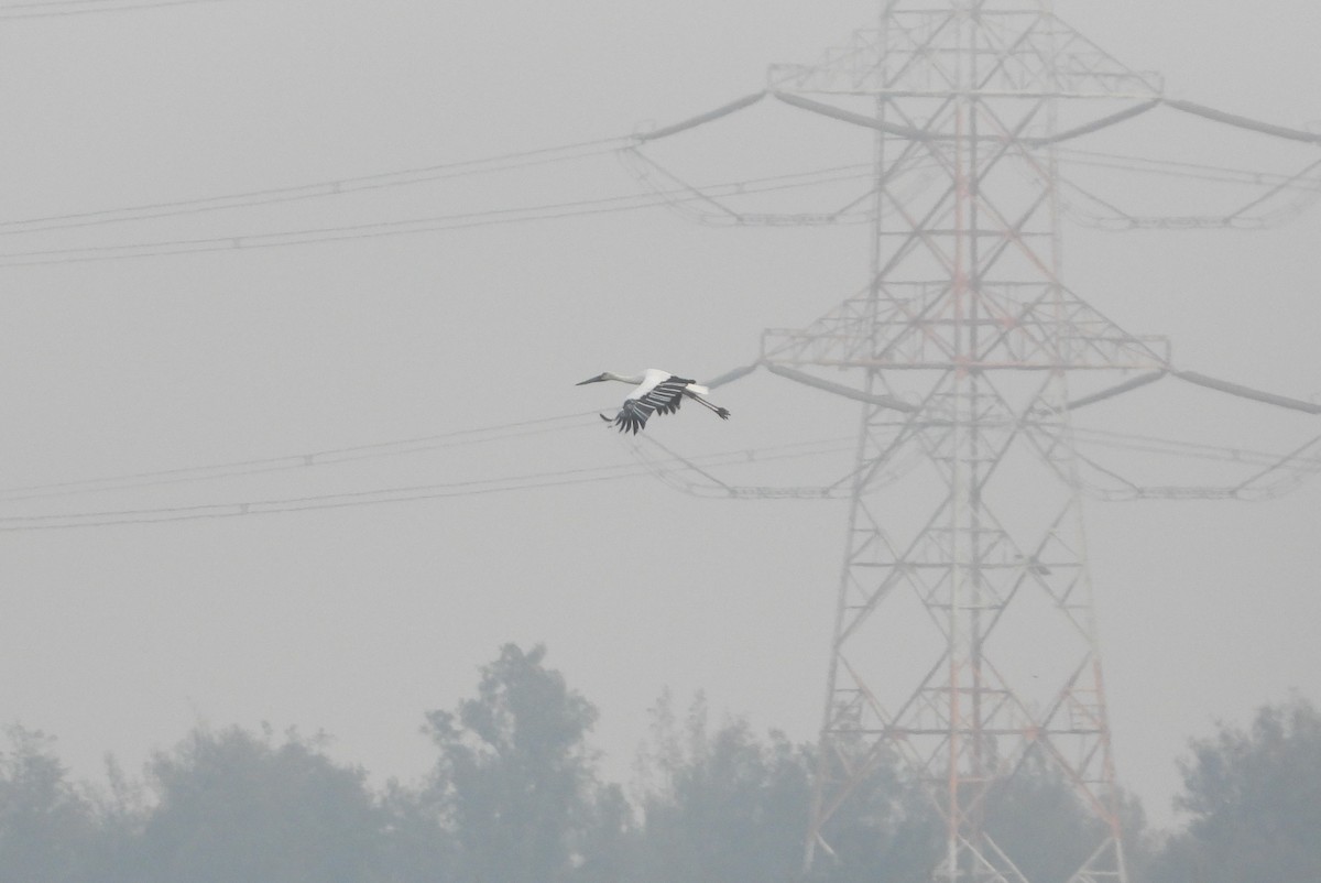 čáp východní - ML644918933