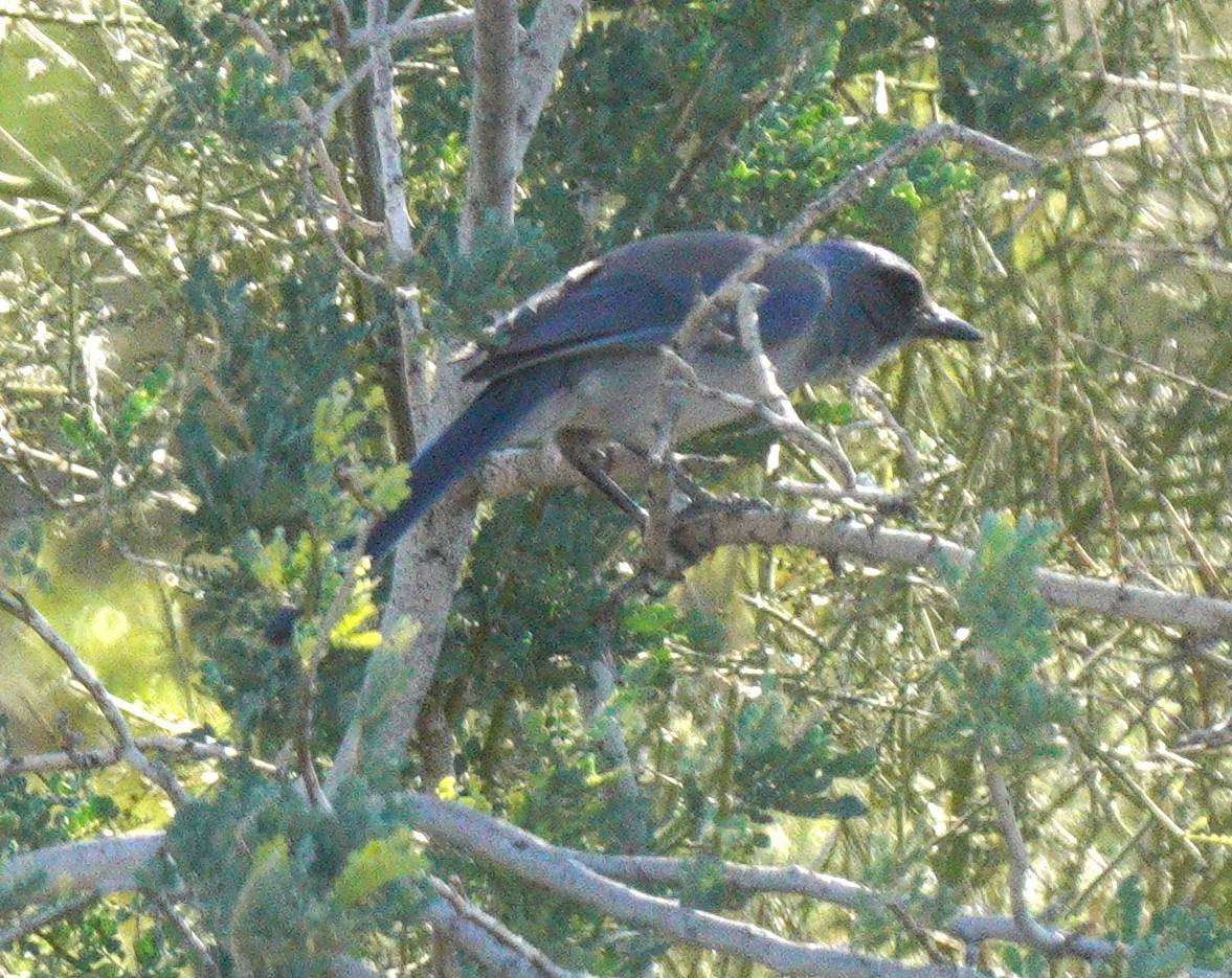 Woodhouse's Scrub-Jay - ML644918935