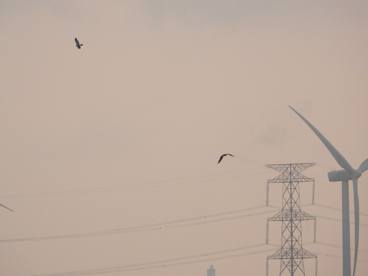 Eastern Marsh Harrier - ML644918939
