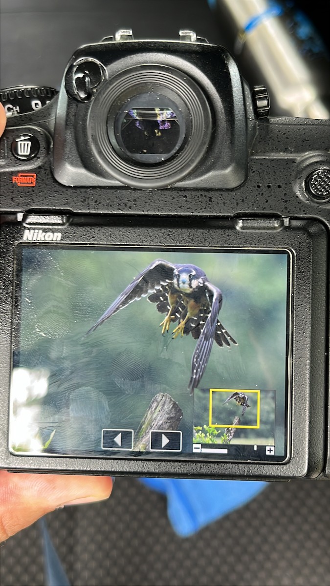 Aplomado Falcon - ML644918943