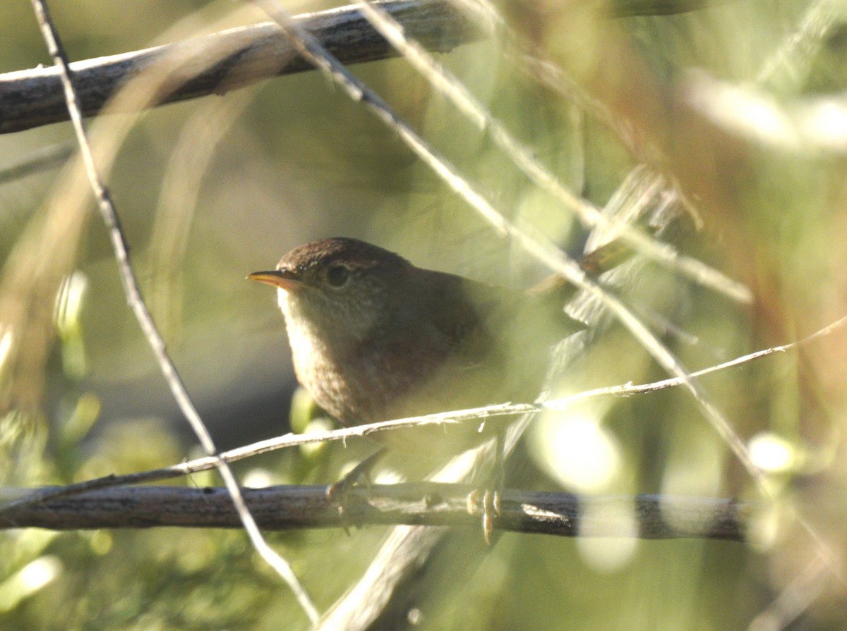 Northern House Wren - ML644918944