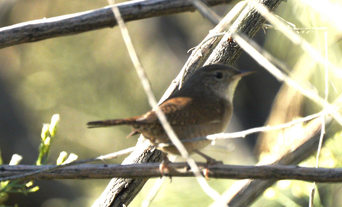 Northern House Wren - ML644918945