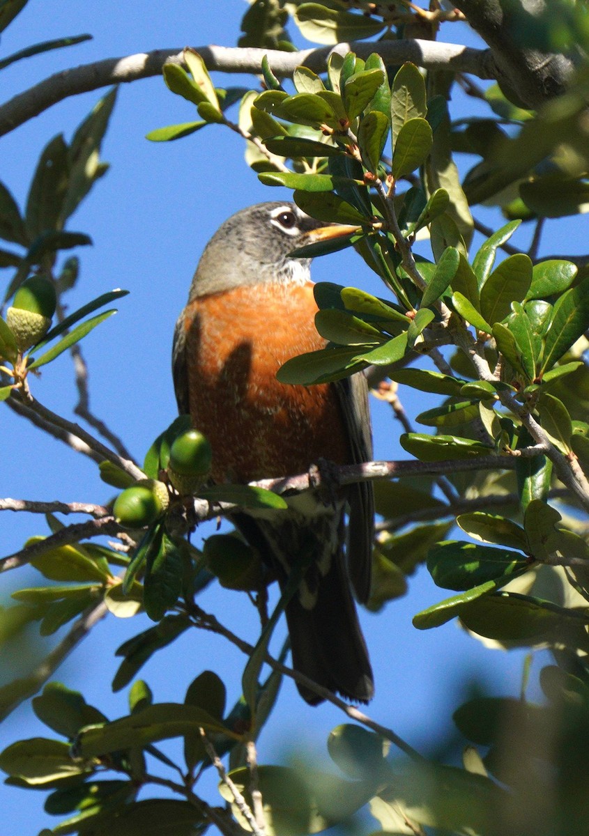 American Robin - ML644918949