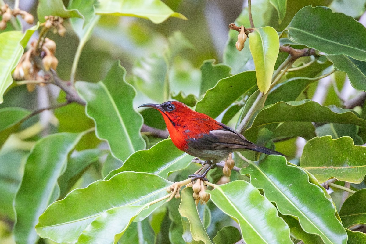 Crimson Sunbird - ML644918967