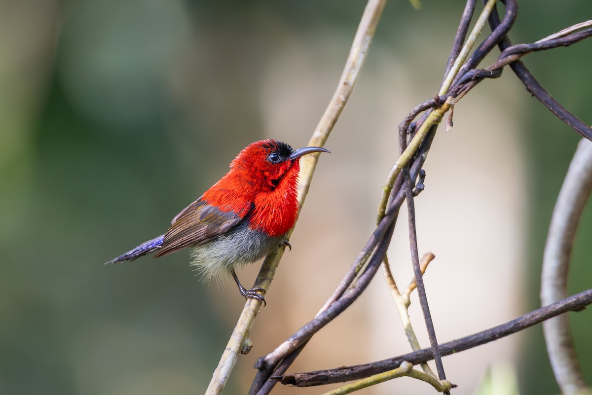 Crimson Sunbird - ML644918987