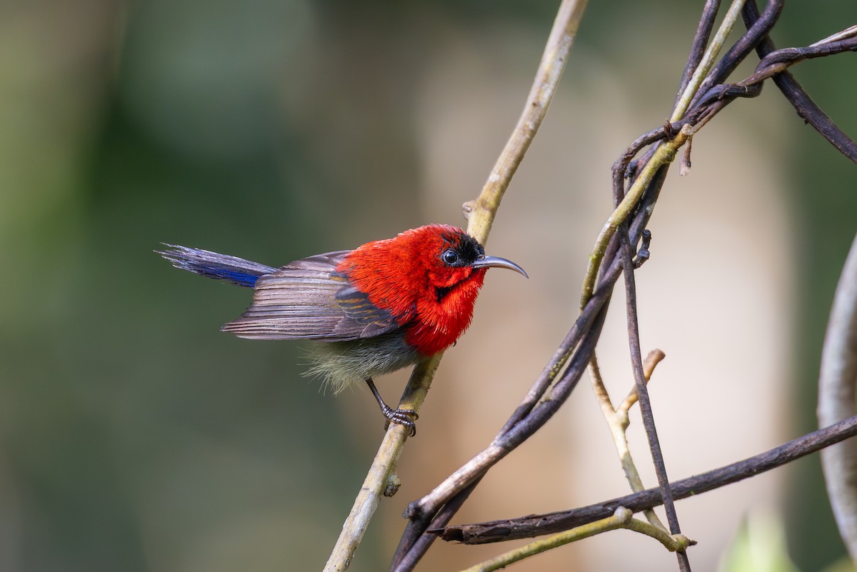 Crimson Sunbird - ML644918988