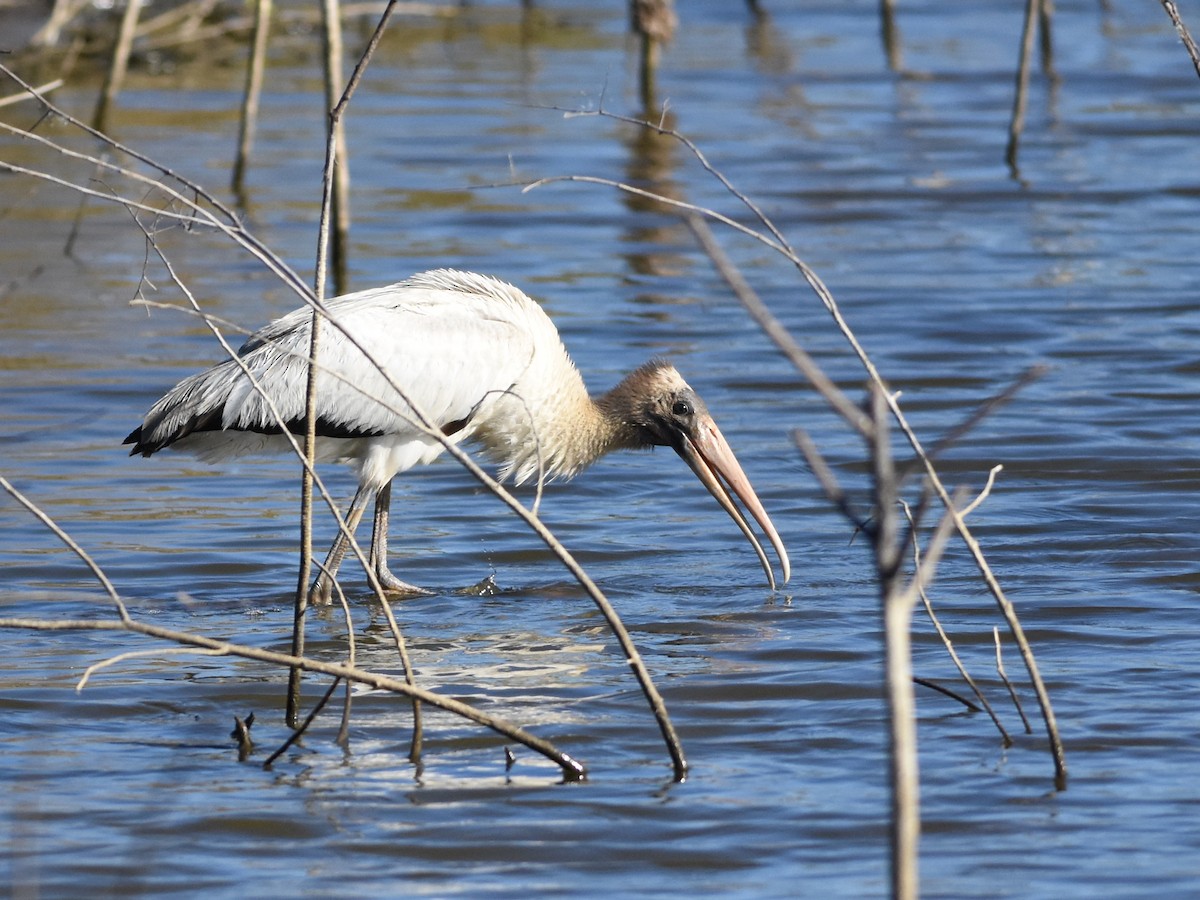 Wood Stork - ML644918989