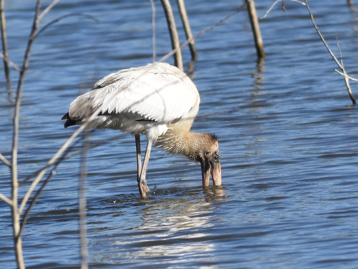 Wood Stork - ML644918991