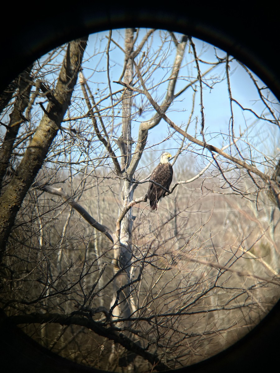 Орлан білоголовий - ML644919021