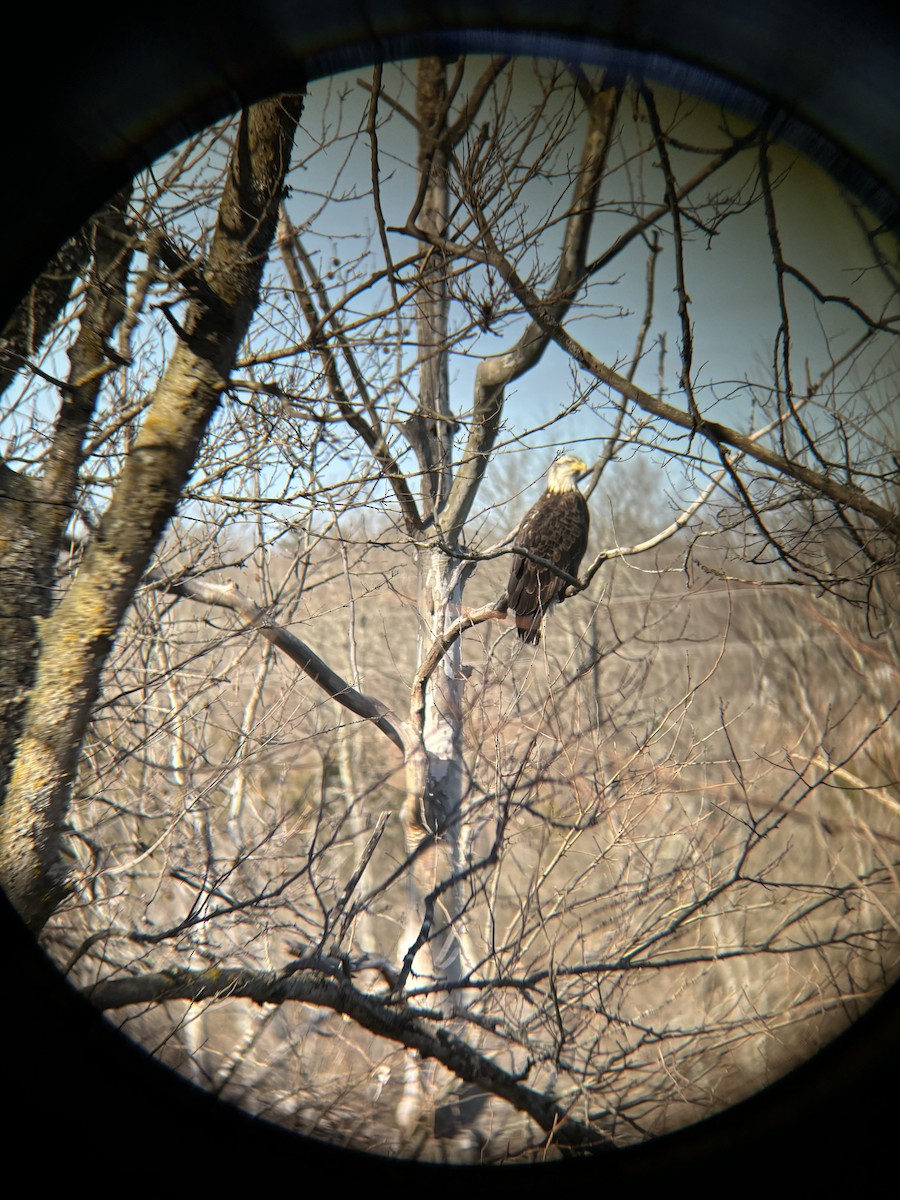 Орлан білоголовий - ML644919022