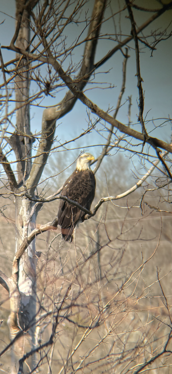 Орлан білоголовий - ML644919023