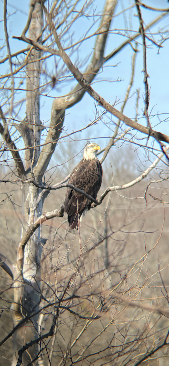 Орлан білоголовий - ML644919024