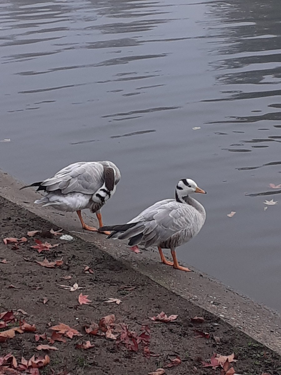 Bar-headed Goose - ML644919028