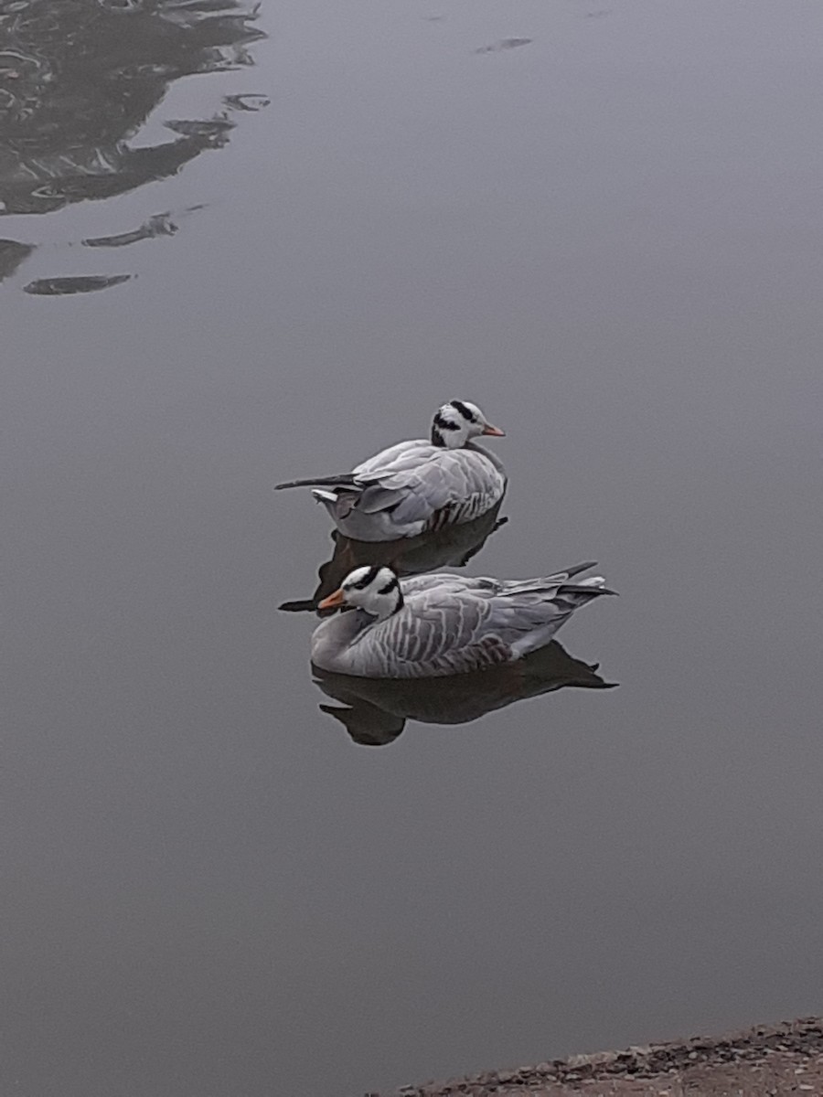 Bar-headed Goose - ML644919039