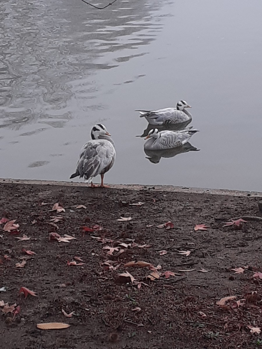 Bar-headed Goose - ML644919040