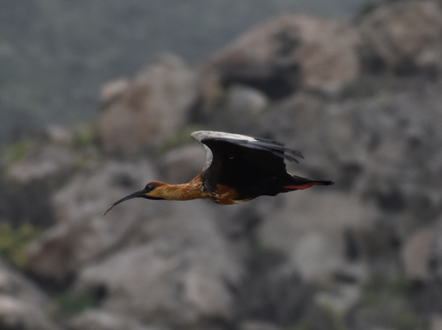 ibis laločnatý - ML644919045