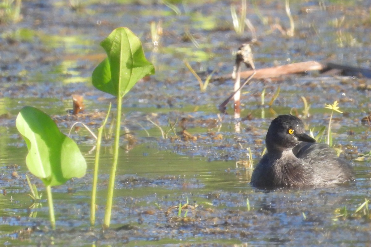 Least Grebe - ML644919054