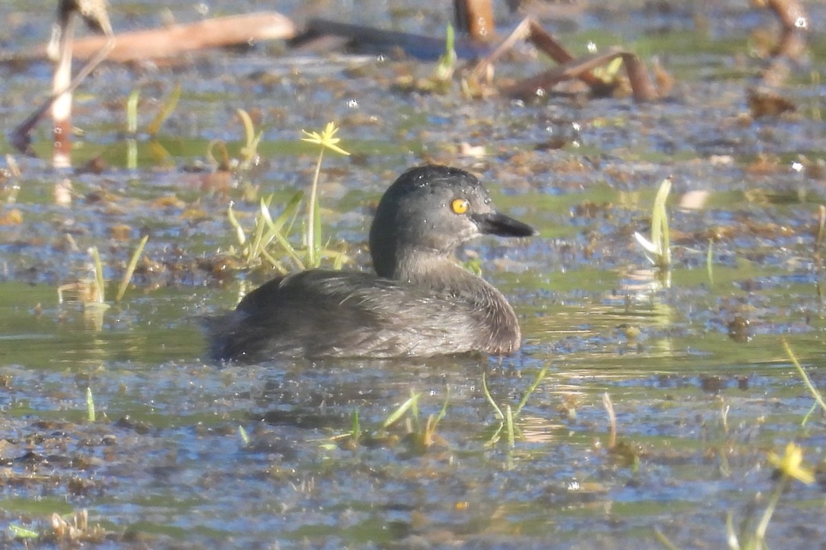 Least Grebe - ML644919059