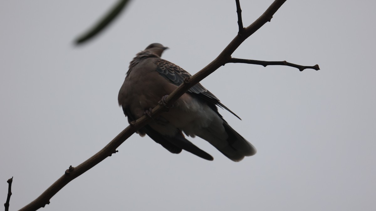 Oriental Turtle-Dove - ML644919061