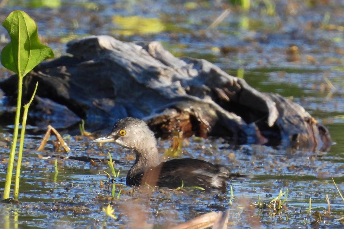 Least Grebe - ML644919063