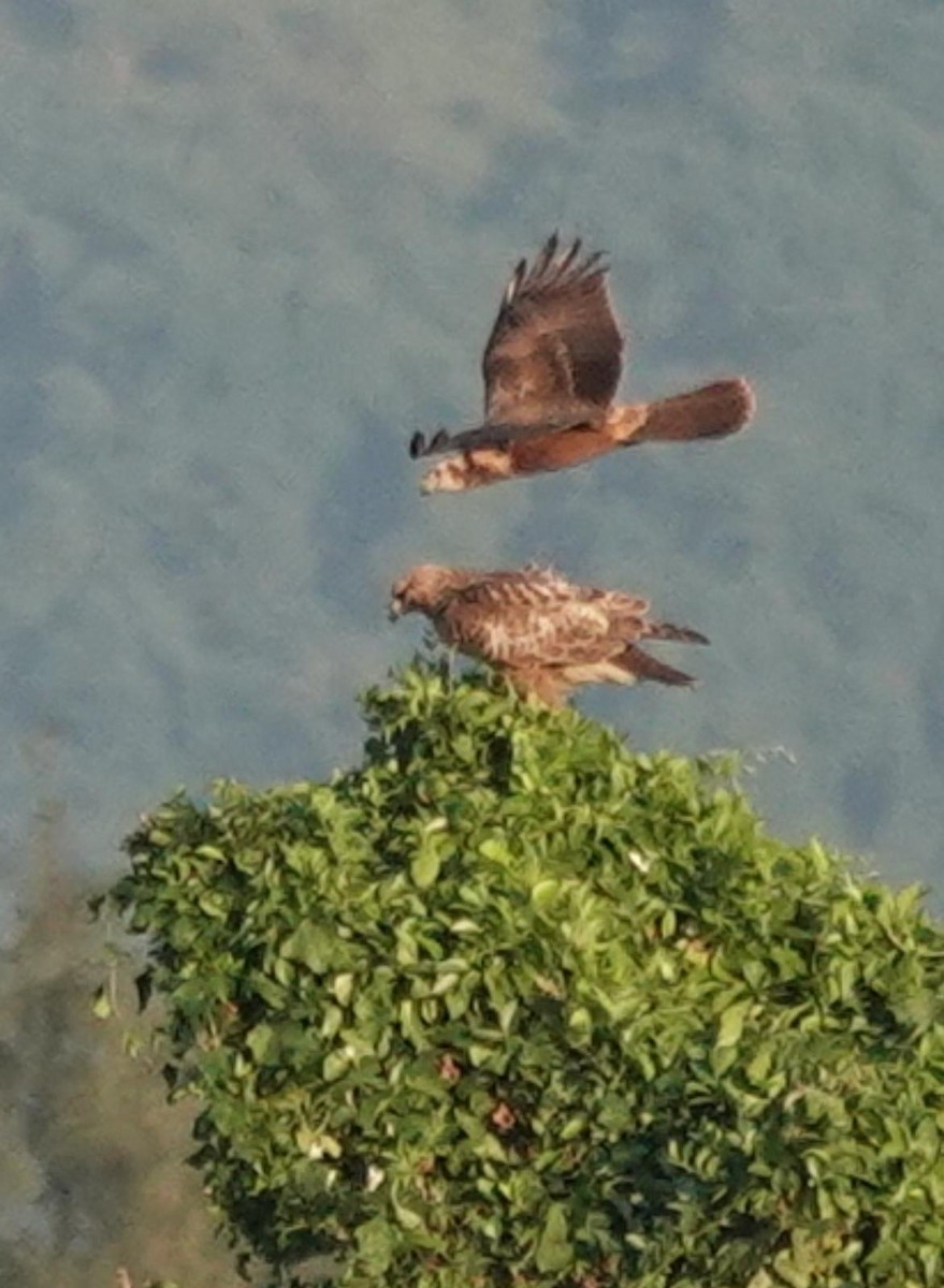 Eastern Marsh Harrier - ML644919067