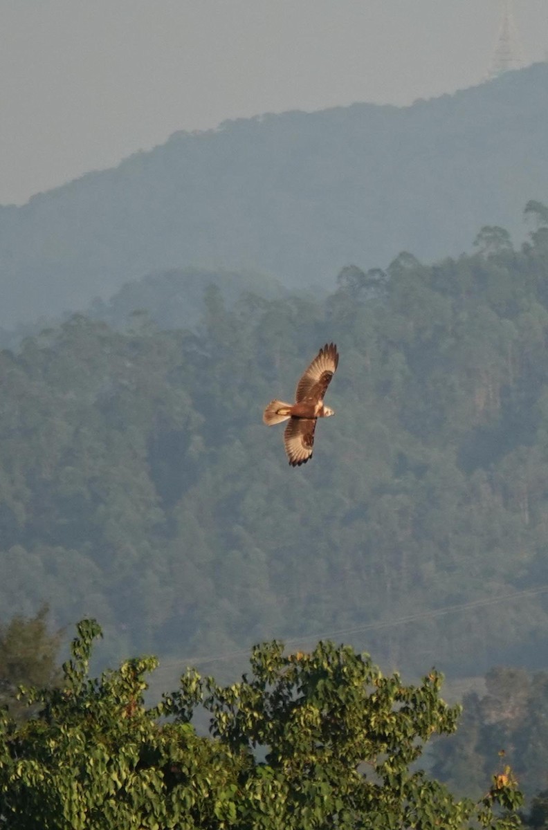 Eastern Marsh Harrier - ML644919068