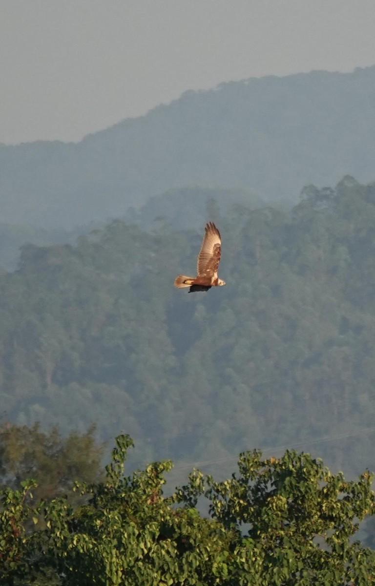 Eastern Marsh Harrier - ML644919069