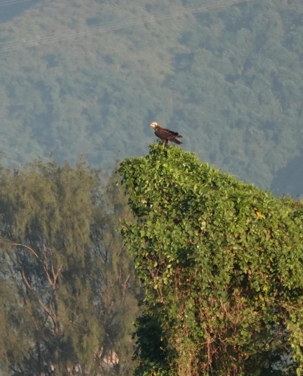 Eastern Marsh Harrier - ML644919070