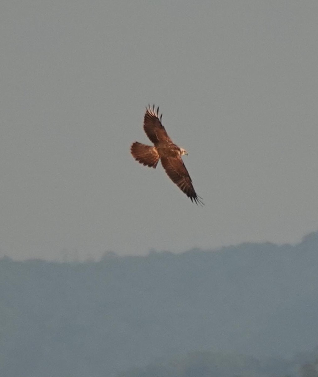 Eastern Marsh Harrier - ML644919071