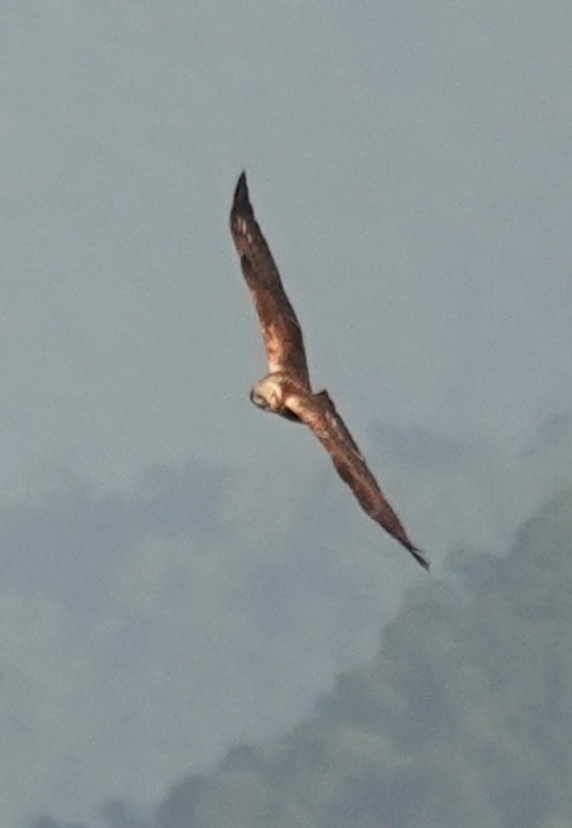 Eastern Marsh Harrier - ML644919072