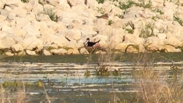 pisila černokrká - ML644919074