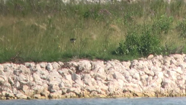 pisila černokrká - ML644919075