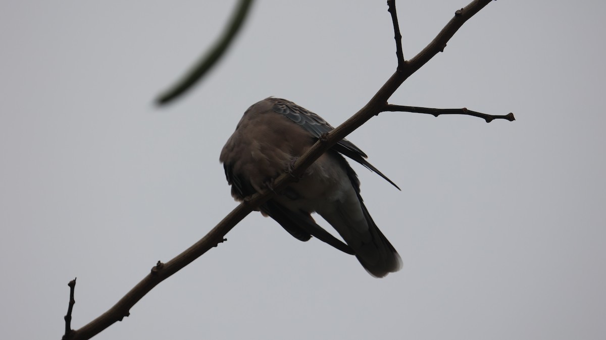 Oriental Turtle-Dove - ML644919077