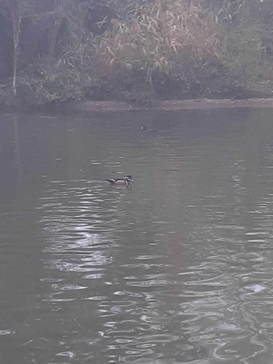 Wood Duck - ML644919083