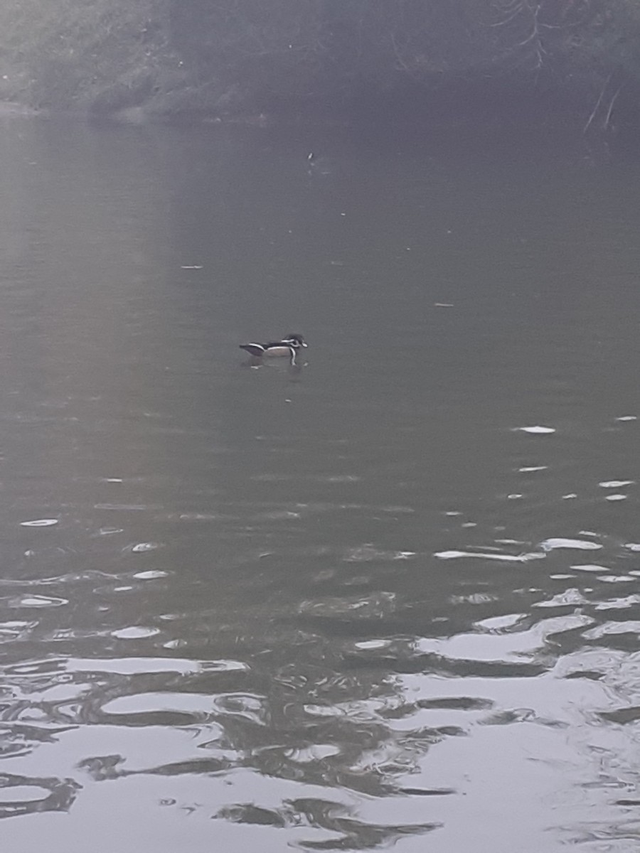 Wood Duck - ML644919085