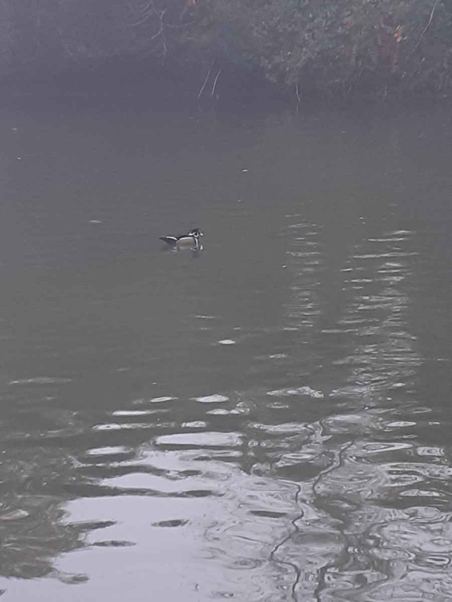 Wood Duck - ML644919086