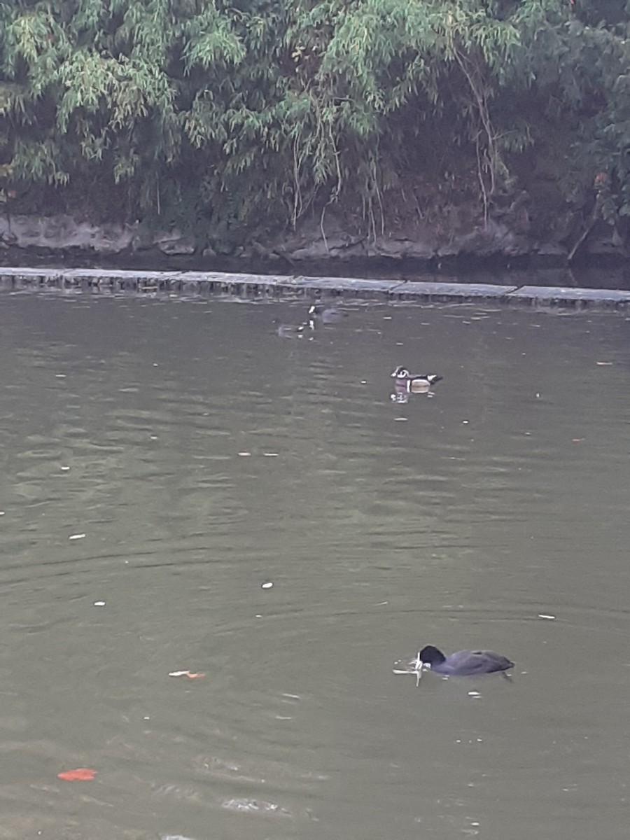 Wood Duck - ML644919087