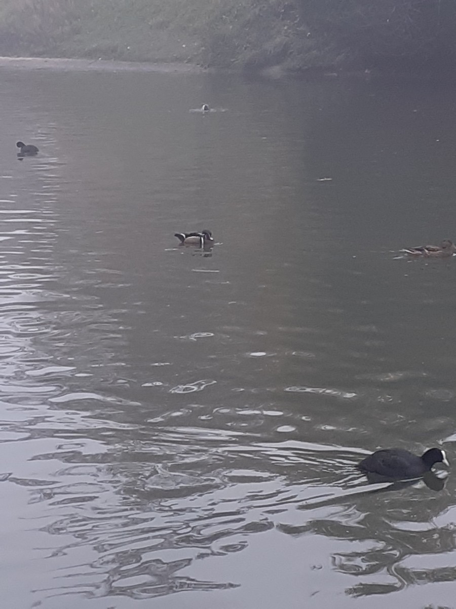 Wood Duck - ML644919088