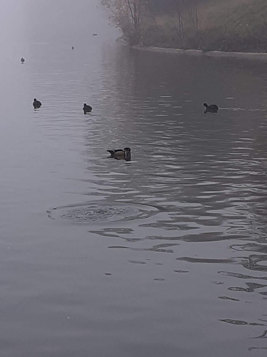 Wood Duck - ML644919089