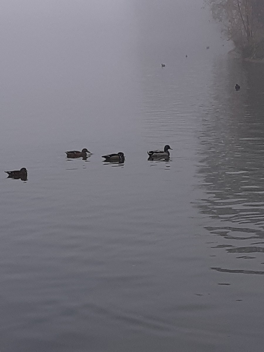 Wood Duck - ML644919090