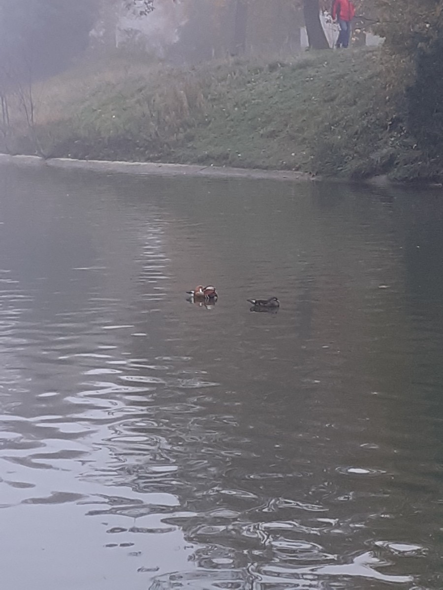 kachnička mandarínská - ML644919095