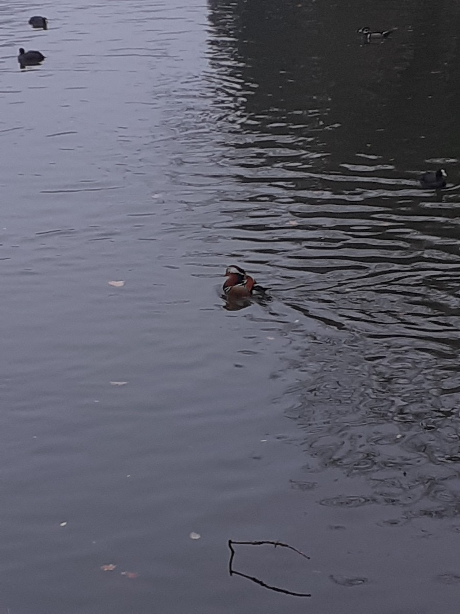 kachnička mandarínská - ML644919096