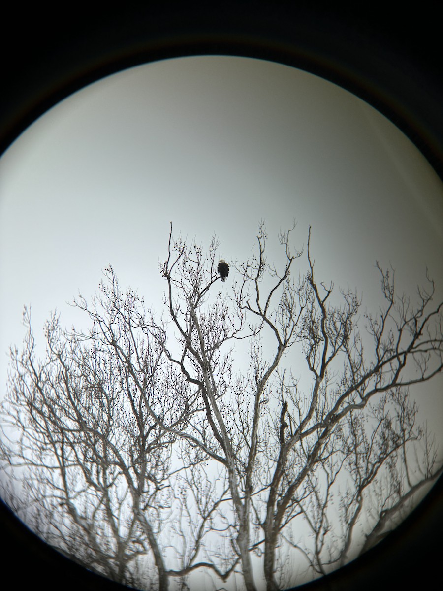 orel bělohlavý - ML644919105