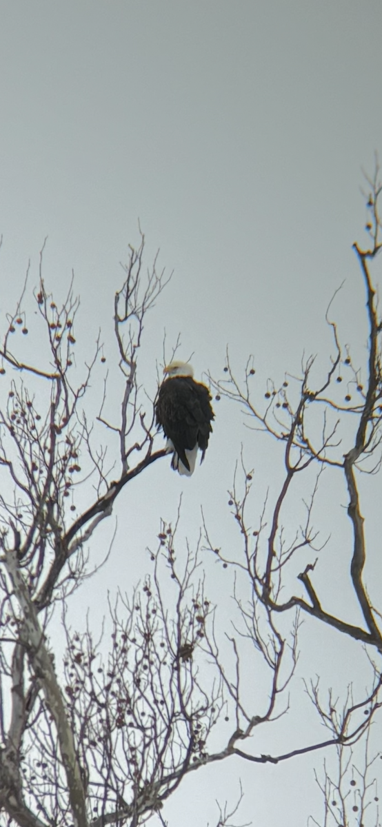 orel bělohlavý - ML644919106