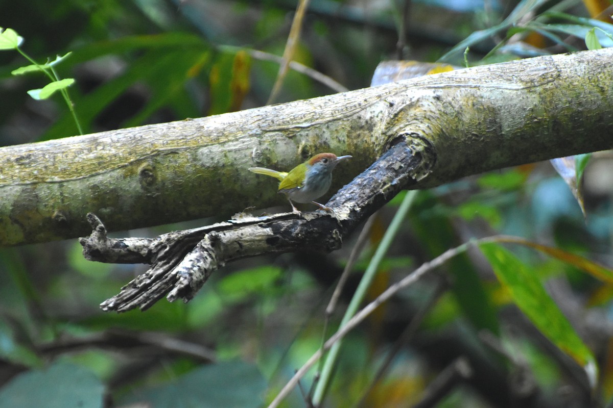 Dark-necked Tailorbird - ML644919120
