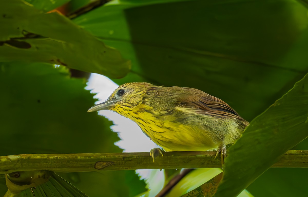 Pin-striped Tit-Babbler - ML644919122
